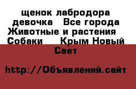 щенок лабродора девочка - Все города Животные и растения » Собаки   . Крым,Новый Свет